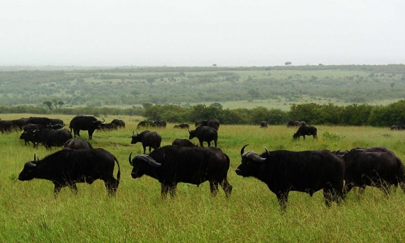 Mago National Park