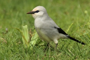 11 Days Ethiopia Birding Tour